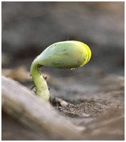 germinating seed