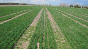 Late Foliar Applications to Winter Wheat