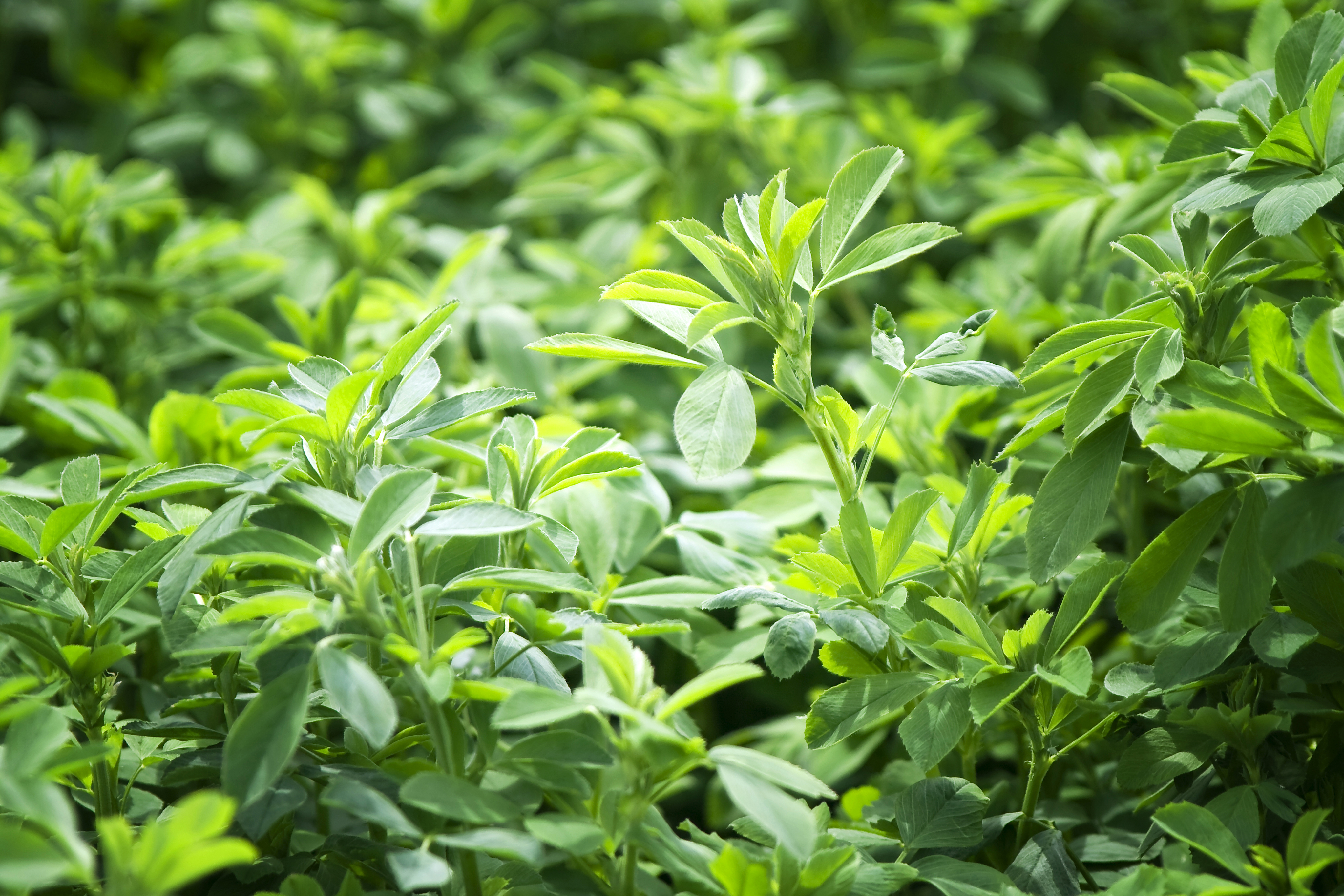 Increase Alfalfa Tonnage and Digestibility