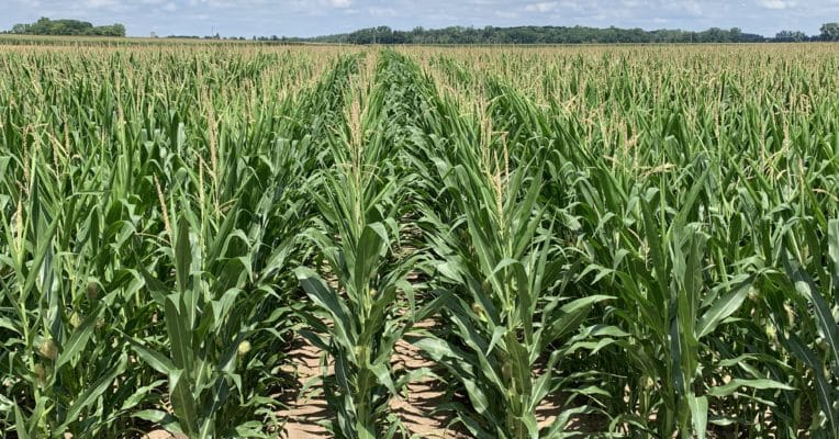 Corn research plots for in-furrow eNhance