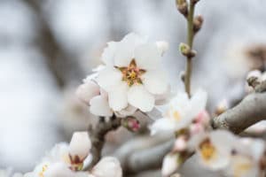 Almonds in blossom