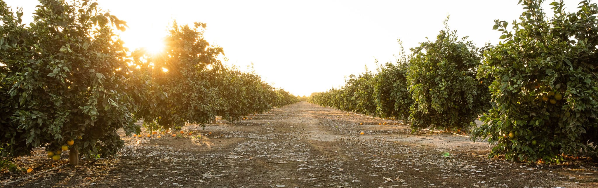 California permanent crops