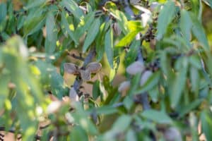 Almonds ready for harvest