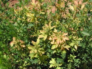 Micronutrient deficiency in alfalfa - Boron