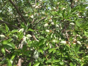 almond tree