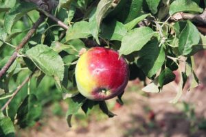 Secondary nutrient deficiency in apples - calcium