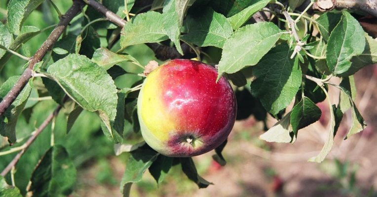 Apple plant