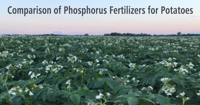 comparison of phosphorus fertilizers for potatoes