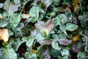 Purpling leaves, like those in this canola plant, can be a symptom of phosphorus deficiency