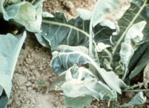 Micronutrient deficiency in cauliflower - Molybdenum 