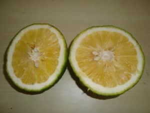 Phosphorus deficiency in citrus fruit