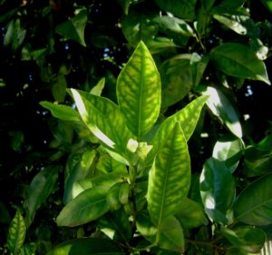 Micronutrient deficiency in citrus - Zinc