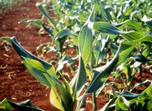 Micronutrient deficiency in corn - Copper 