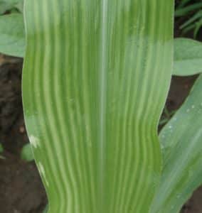 Micronutrient deficiency in corn - Manganese