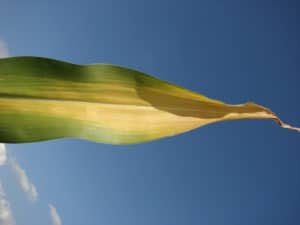 Nitrogen deficiency in corn - N, P, or K deficiency 