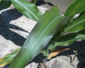 Phosphorus deficiency in corn - N, P, or K deficiency 