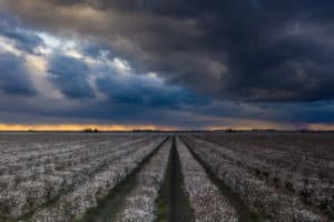 Almond fields