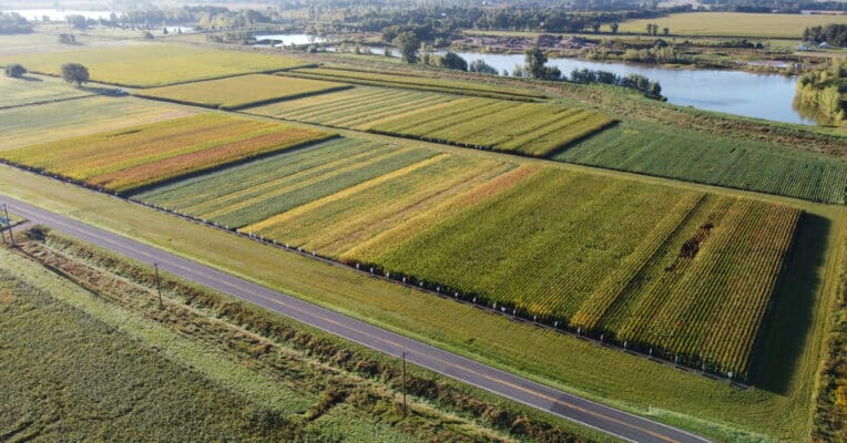 Aerial image of row crop research plots