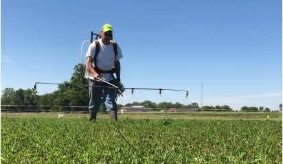 Foliar Feeding Alfalfa