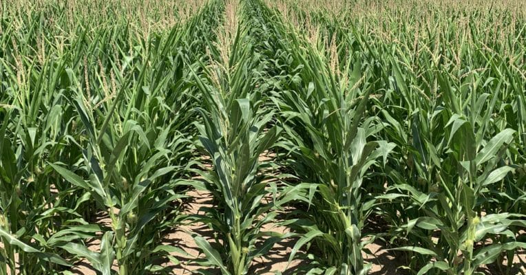 AgroLiquid permanent corn plot research
