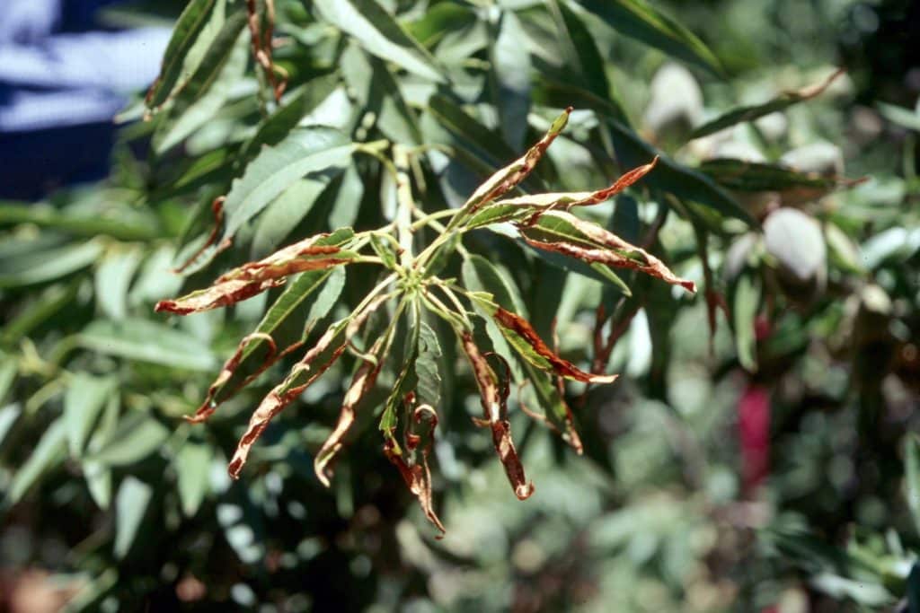 potassium deficiency in almonds