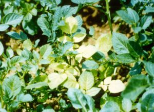 Micronutrient deficiency in potatoes - Iron