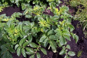 Secondary nutrient deficiency in potatoes - sulfur deficiency 