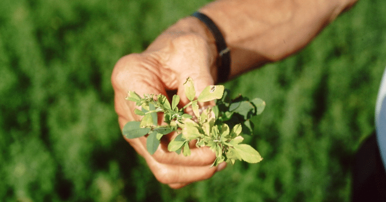 How are Nutrient Deficiencies Affecting Your Crop?