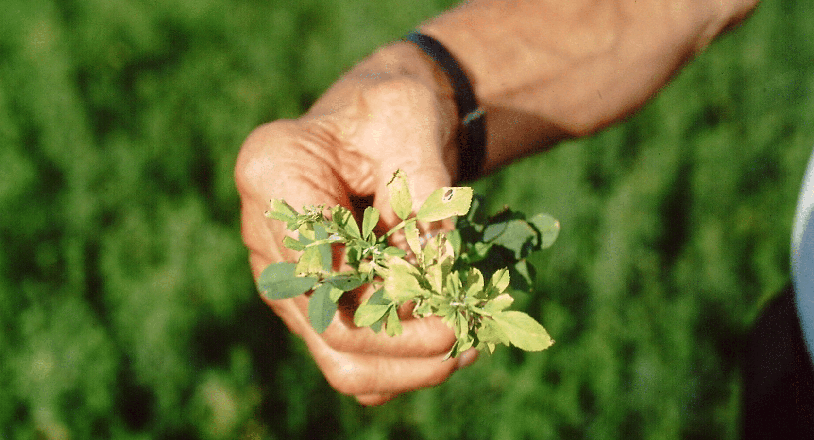 S def in Alfalfa