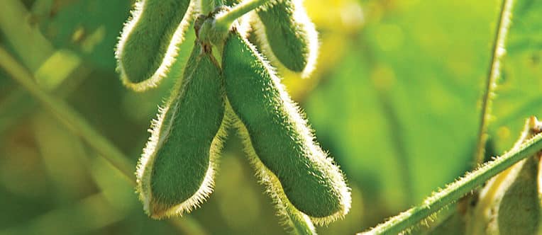 Soybeans