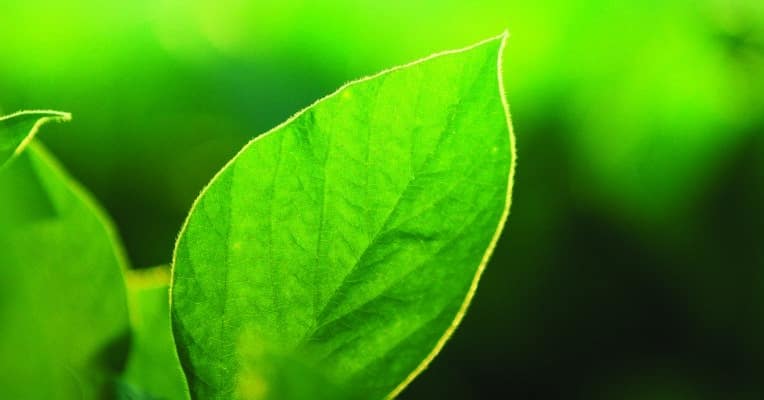 Close up image of soybean leaves. Prevent or correct calcium deficiency.