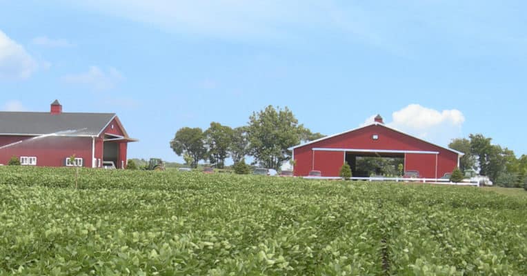 Soybeans at NCRS