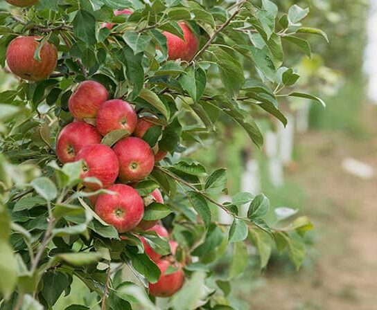 apple trees