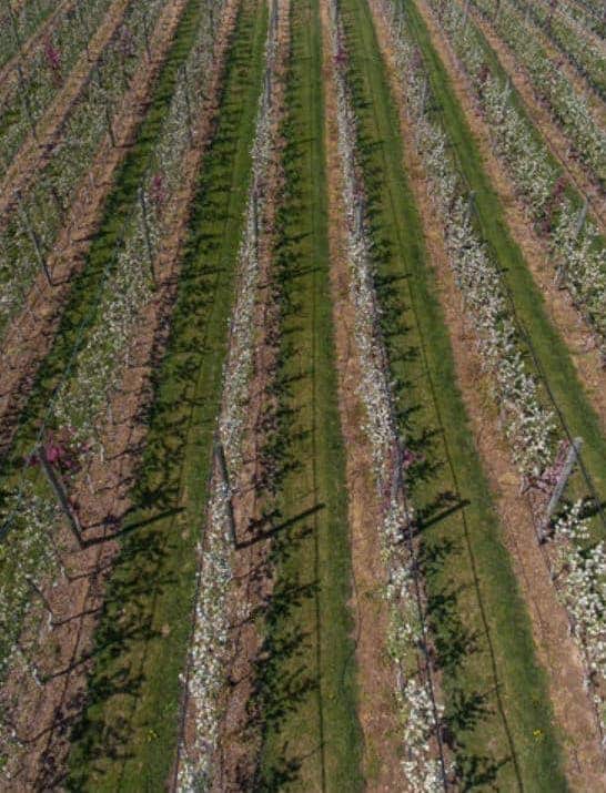 apples-crop Rows of apple trees, apple tree crop