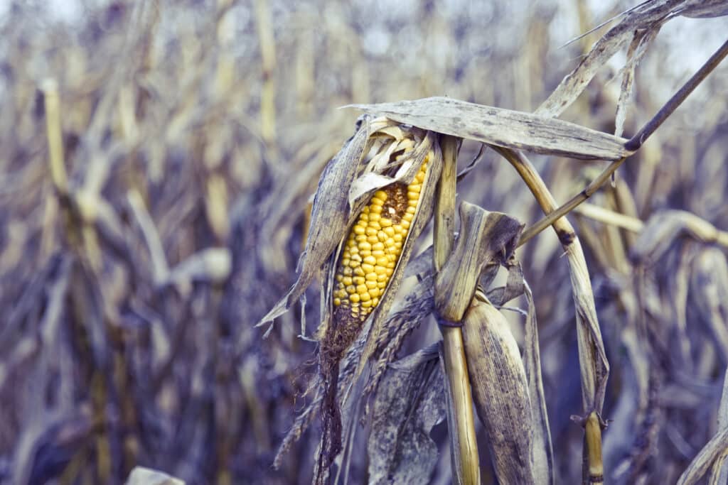 Close up of a rotten corn in the middle