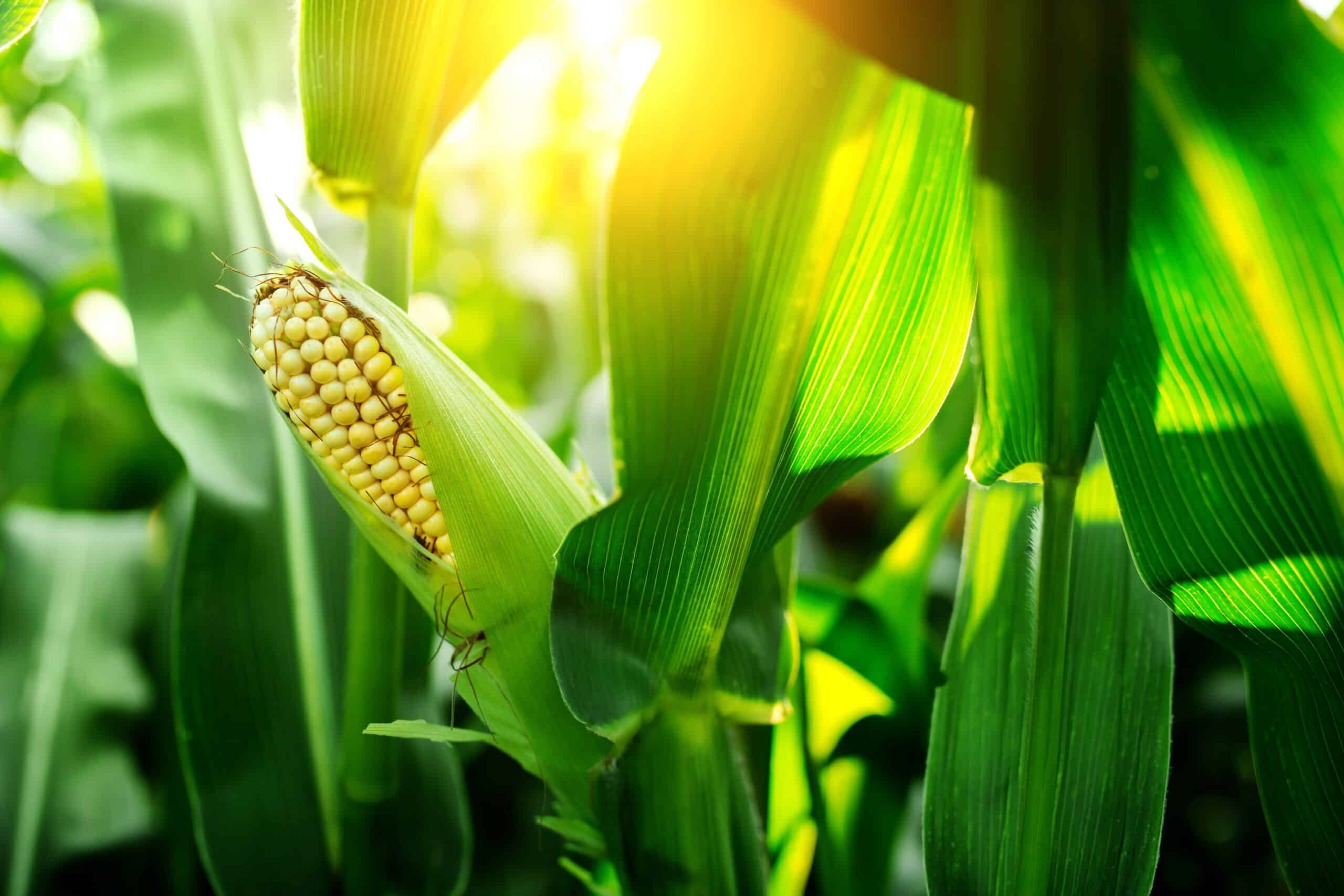 Fresh cob of ripe corn on green field at sunset Fresh cob of ripe corn on green field at sunset