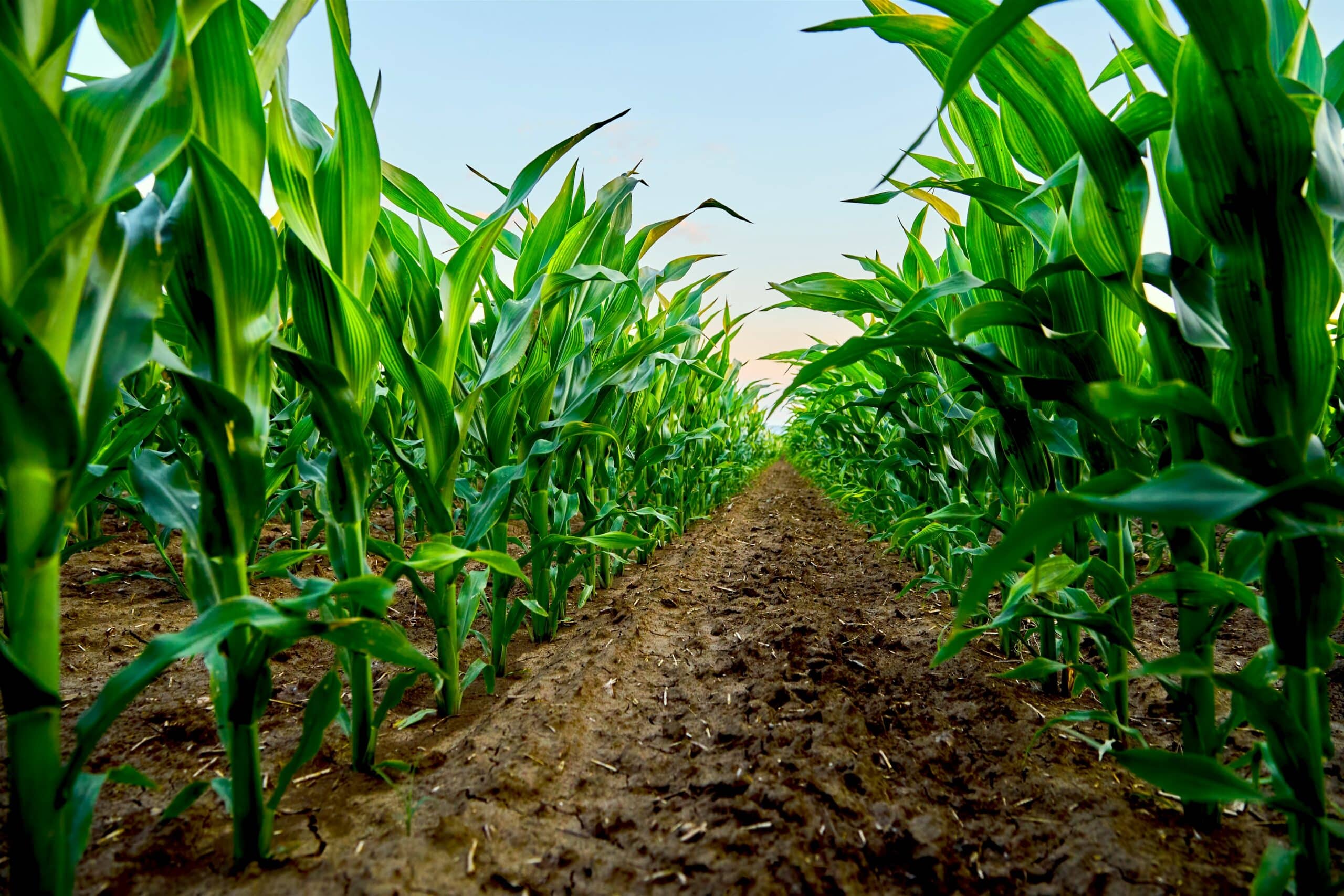 corn-crop-soil Green cornfield showing rows of growing plants under a blue sky, representing agriculture and sustainable farming practices