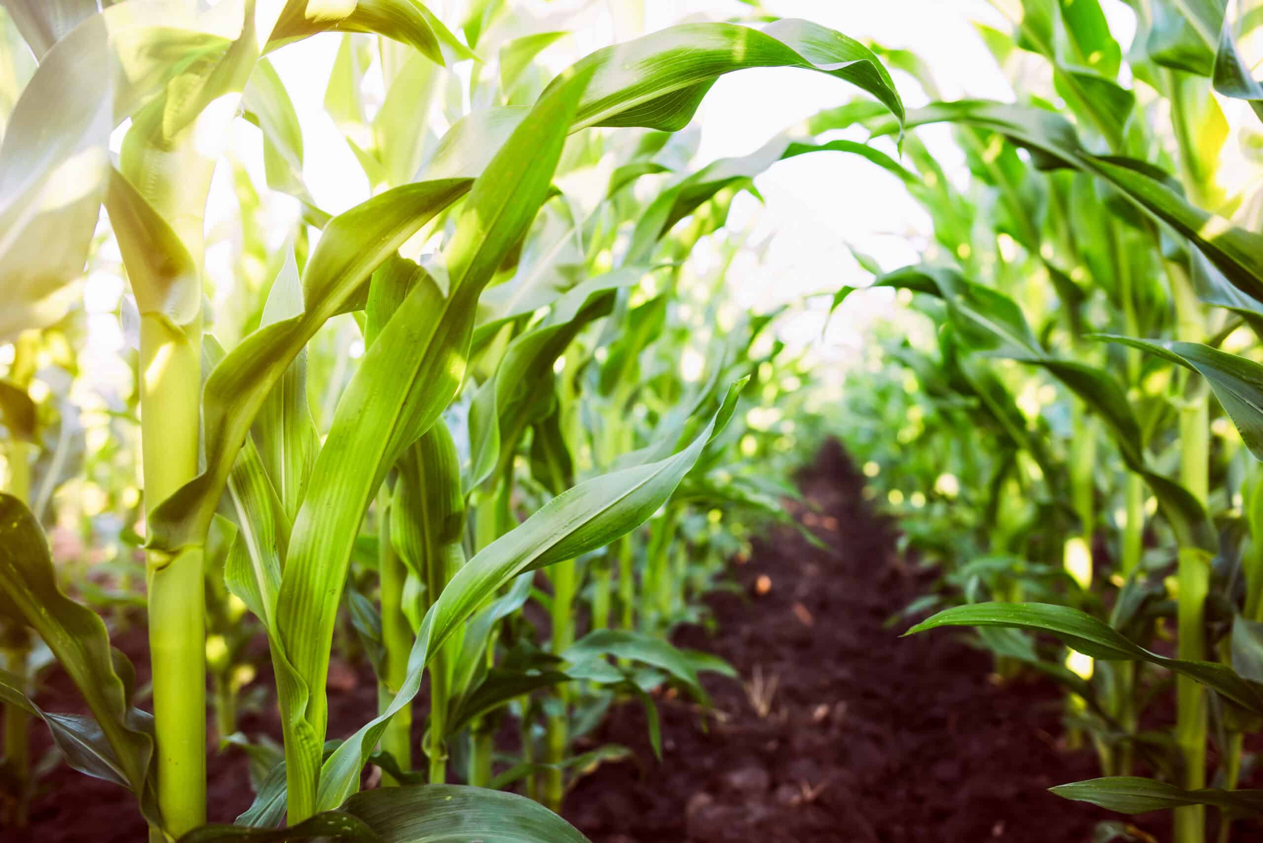 Corn agriculture. Green nature View down crop rows in sunset