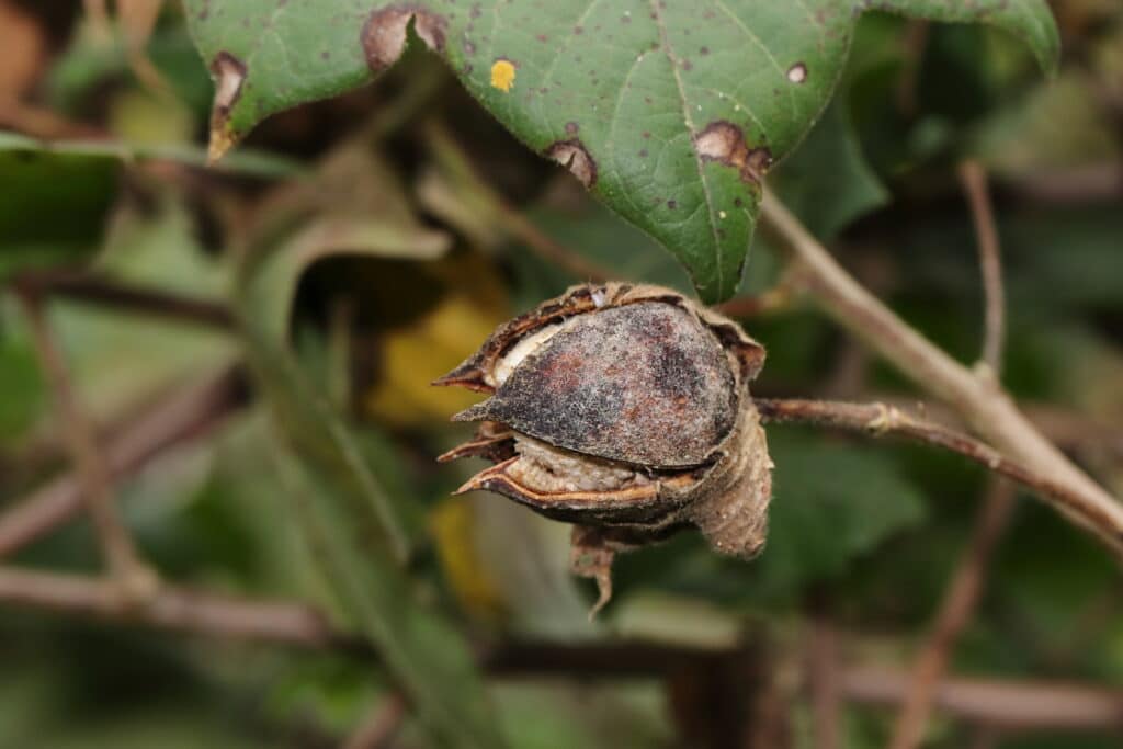 Cotton crop damaged due to disease and fungus