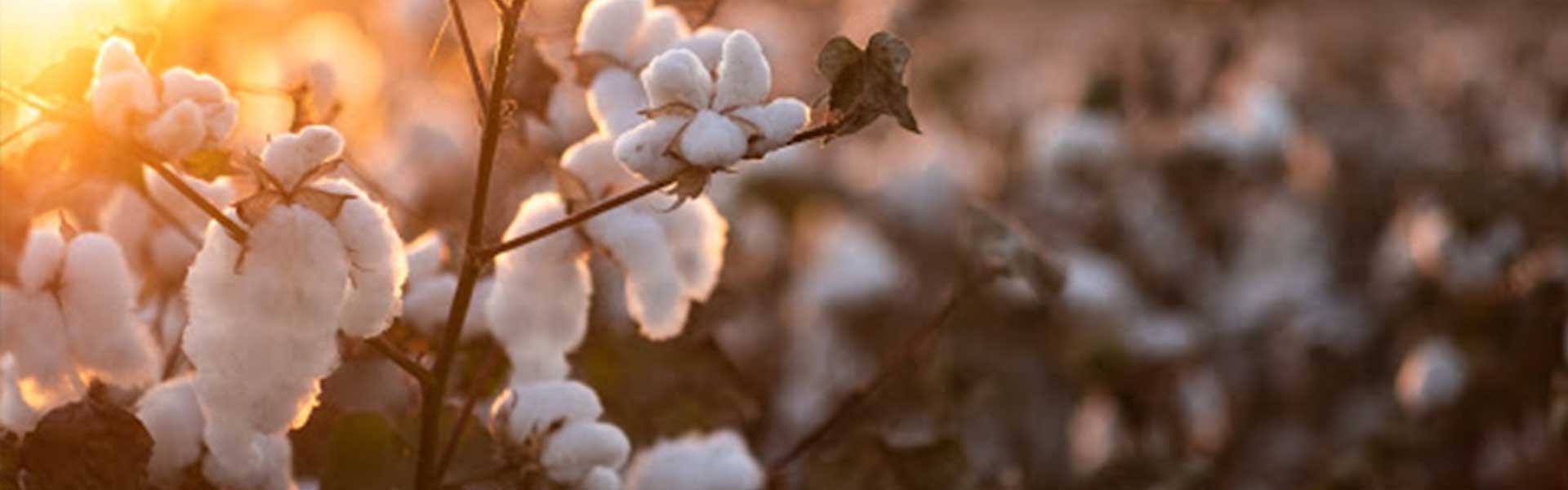 cotton field