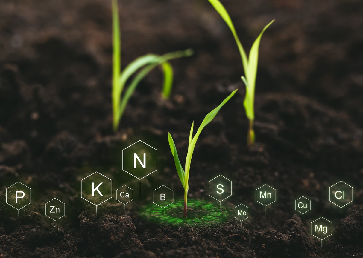 Role of nutrients in plant life for development. Soil with digital mineral nutrients icon. Graphic depiction of crop nutrient uptake over an image of young crop seedlings