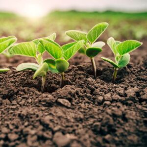 crop-seedlings Crop seedlings emerging from liquid carbon enriched soil