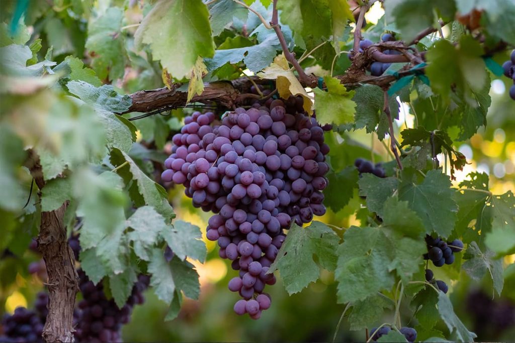 grapes