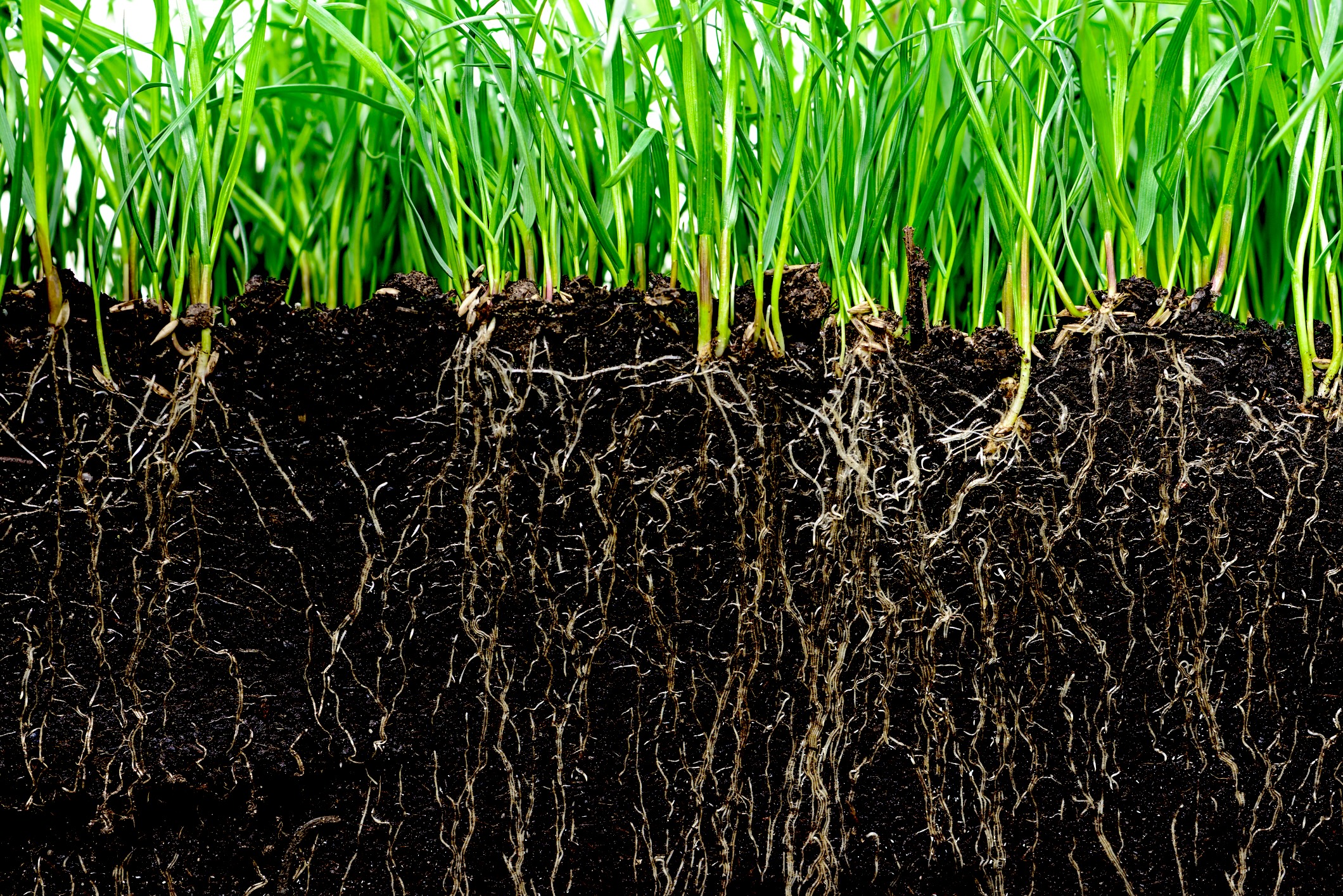 grass with roots and soil grass with roots and soil
