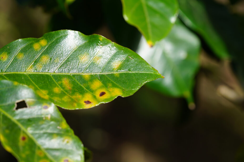 Coffee Rust the leaf disease of coffee plant