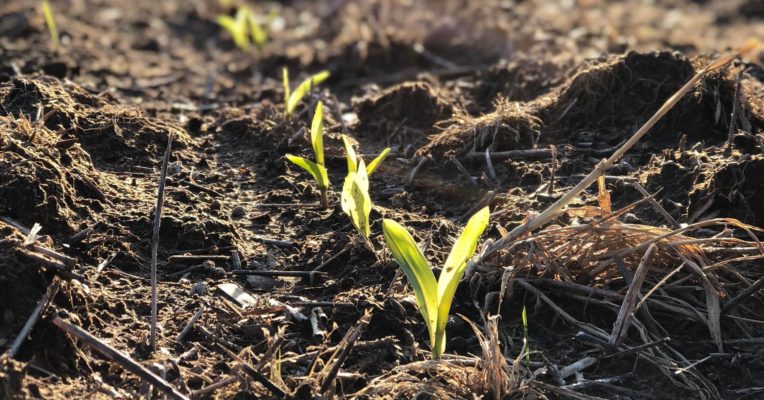 The Economic Benefits of Starter Fertilizer