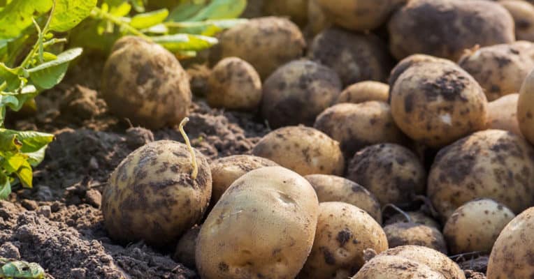 harvested potatos