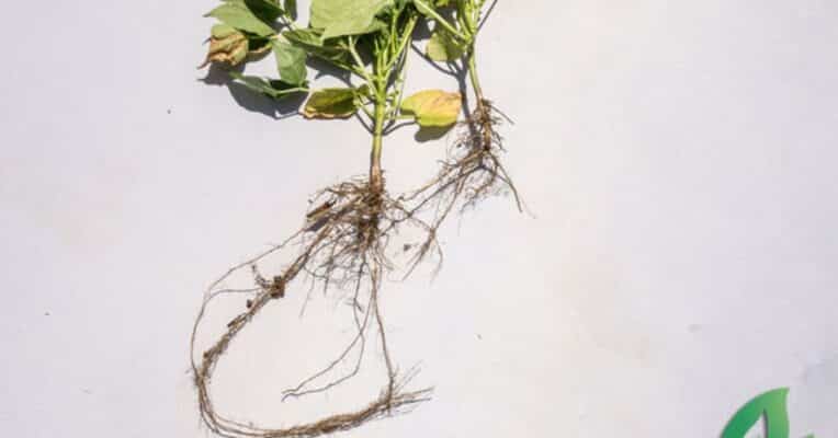 Calcium: Maximizing soybean yield