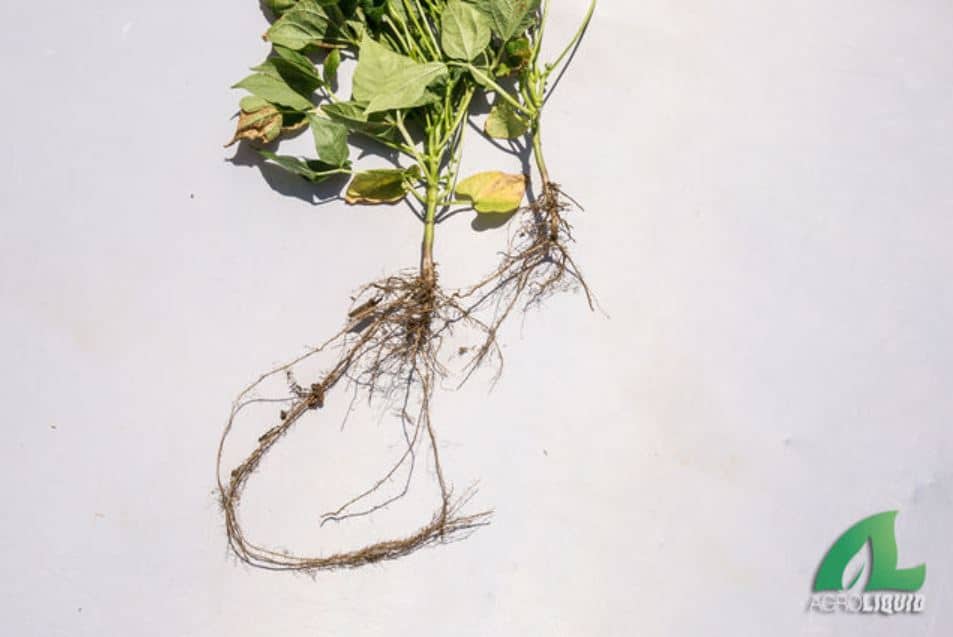 Calcium Maximizing soybean yield AgroLiquid