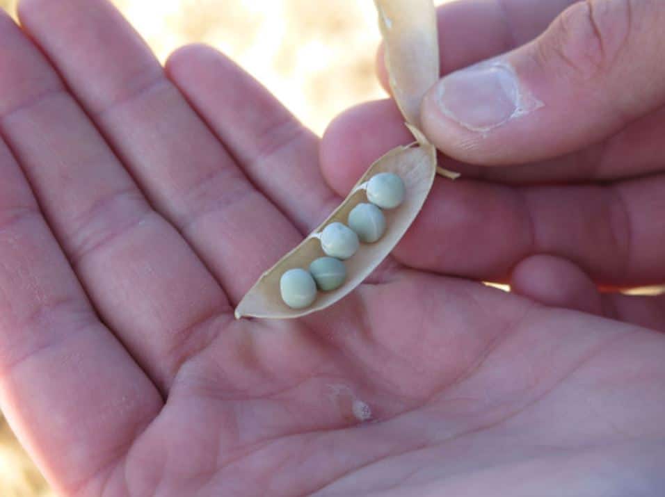 LiberateCa and Soybeans What can calcium do for yields? AgroLiquid